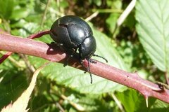 Timarcha tenebricosa
