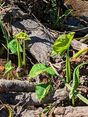 Xanthosoma sagittifolium