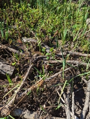 Xanthosoma sagittifolium