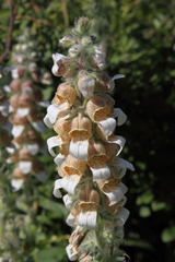 Digitalis lanata