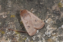 Conistra erythrocephala