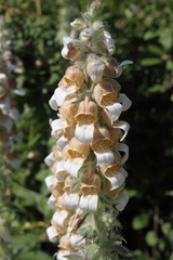 Digitalis lanata