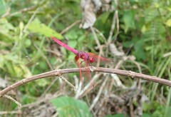 Trithemis