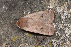 Conistra erythrocephala