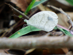 Leptosia nina niobe