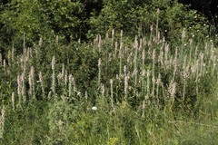 Digitalis lanata
