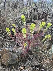 Euphorbia nicaeensis