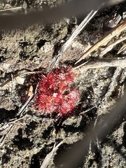 Drosera capillaris