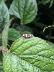 Erythrogonia imitatricula