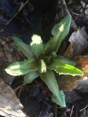 Primula elatior