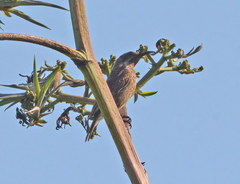 Chalcomitra senegalensis