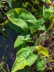 Xanthosoma sagittifolium