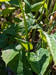 Xanthosoma sagittifolium