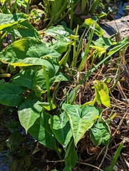 Xanthosoma sagittifolium