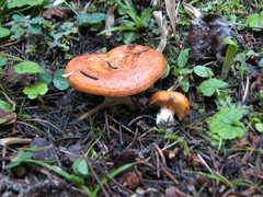 Lactarius olympianus