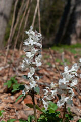 Corydalis cava