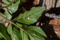 Pucciniaceae