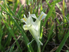 Iris palaestina