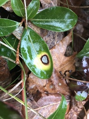 Mycosphaerella colorata