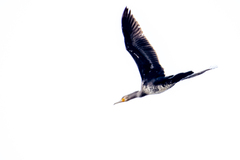 Phalacrocorax carbo sinensis