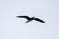 Phalacrocorax carbo sinensis