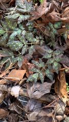 Phacelia bipinnatifida