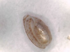 Bulla occidentalis