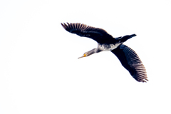 Phalacrocorax carbo sinensis