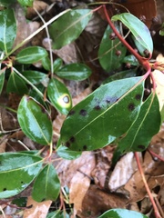 Mycosphaerella colorata