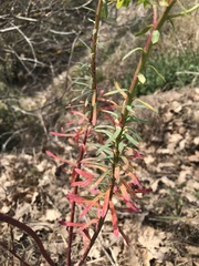 Euphorbia nicaeensis