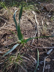 Yucca rupicola