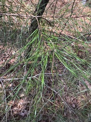 Pinus glabra