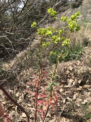 Euphorbia nicaeensis