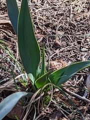 Yucca rupicola