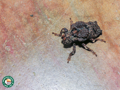 Trachysomus fragifer