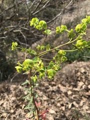 Euphorbia nicaeensis