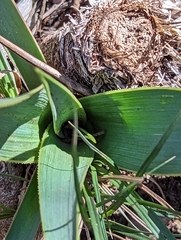 Yucca rupicola