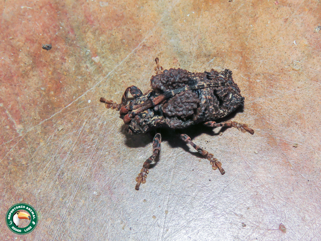 Trachysomus fragifer