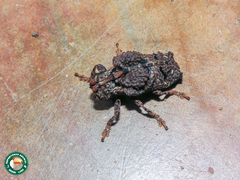 Trachysomus fragifer