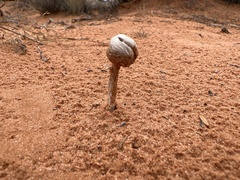 Podaxis pistillaris