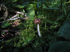 Helvella elastica