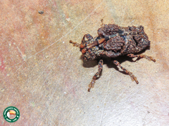 Trachysomus fragifer