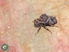 Trachysomus fragifer