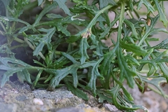Senecio squalidus