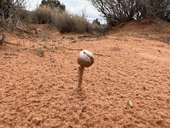 Podaxis pistillaris