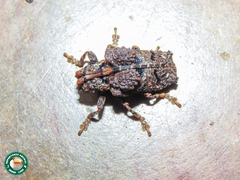 Trachysomus fragifer