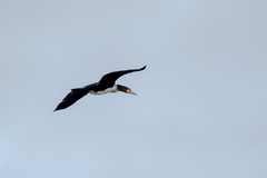 Phalacrocorax carbo sinensis