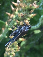 Tetrigidae