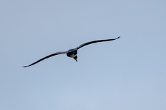 Phalacrocorax carbo sinensis