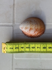 Dinocardium robustum